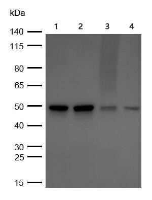 EDG1 Rabbit mAb[49440]