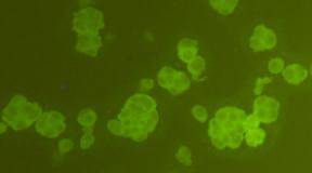 FAM55C Antibody[48098]