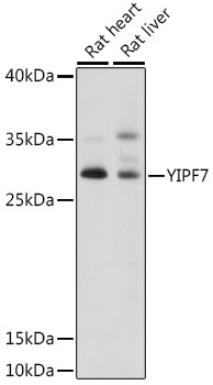 YIPF7 Polyclonal Antibody[2976