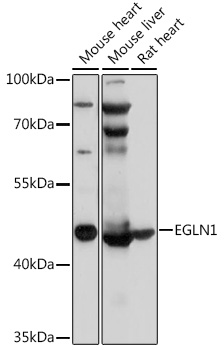 EGLN1 Polyclonal Antibody[2862