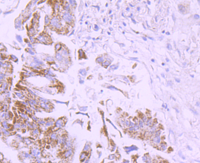 CD274(PD1L1) Antibody[48238]