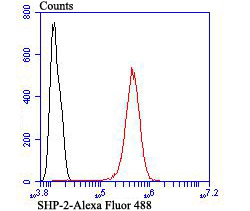 SHP-2 Antibody[48519]