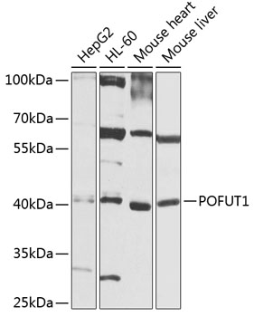 POFUT1 Polyclonal Antibody[315
