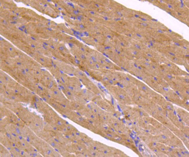 ATG9A Rabbit mAb[48988]
