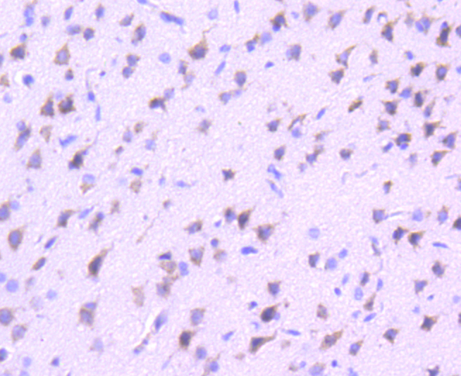 VAV2 Rabbit mAb[48996]