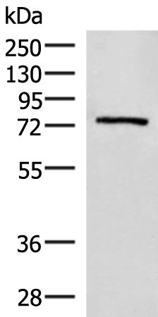 EXD2 Antibody[47304]