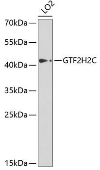 GTF2H2C Polyclonal Antibody[30