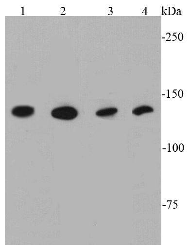 TLR7 Antibody[48561]