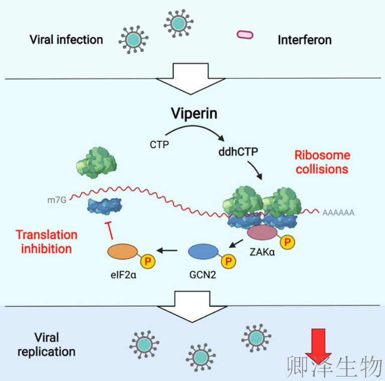 【核糖体碰撞-经典研究】 颠覆认知！免疫系统的“分子刹车”：抗病毒蛋白如何瘫痪病毒工厂