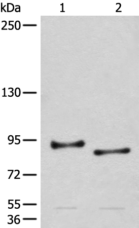 CHRD Antibody[46495]