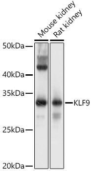 KLF9 Polyclonal Antibody[30847