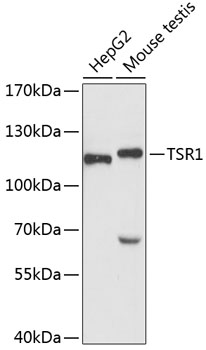 TSR1 Polyclonal Antibody[30616
