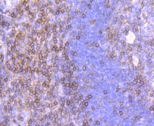 CD99 Rabbit mAb[49349]