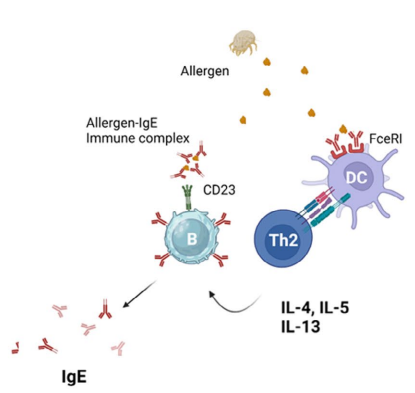 Bioss 爆品推荐│IgE研究如何脱颖而出?高特异性原料与工具是关键!