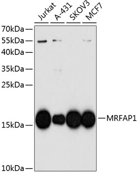 MRFAP1 Polyclonal Antibody[316