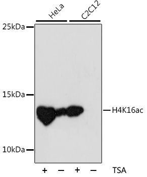 Acetyl-Histone H4-K16 pAb[3064