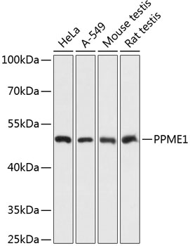 PPME1 Polyclonal Antibody[2789