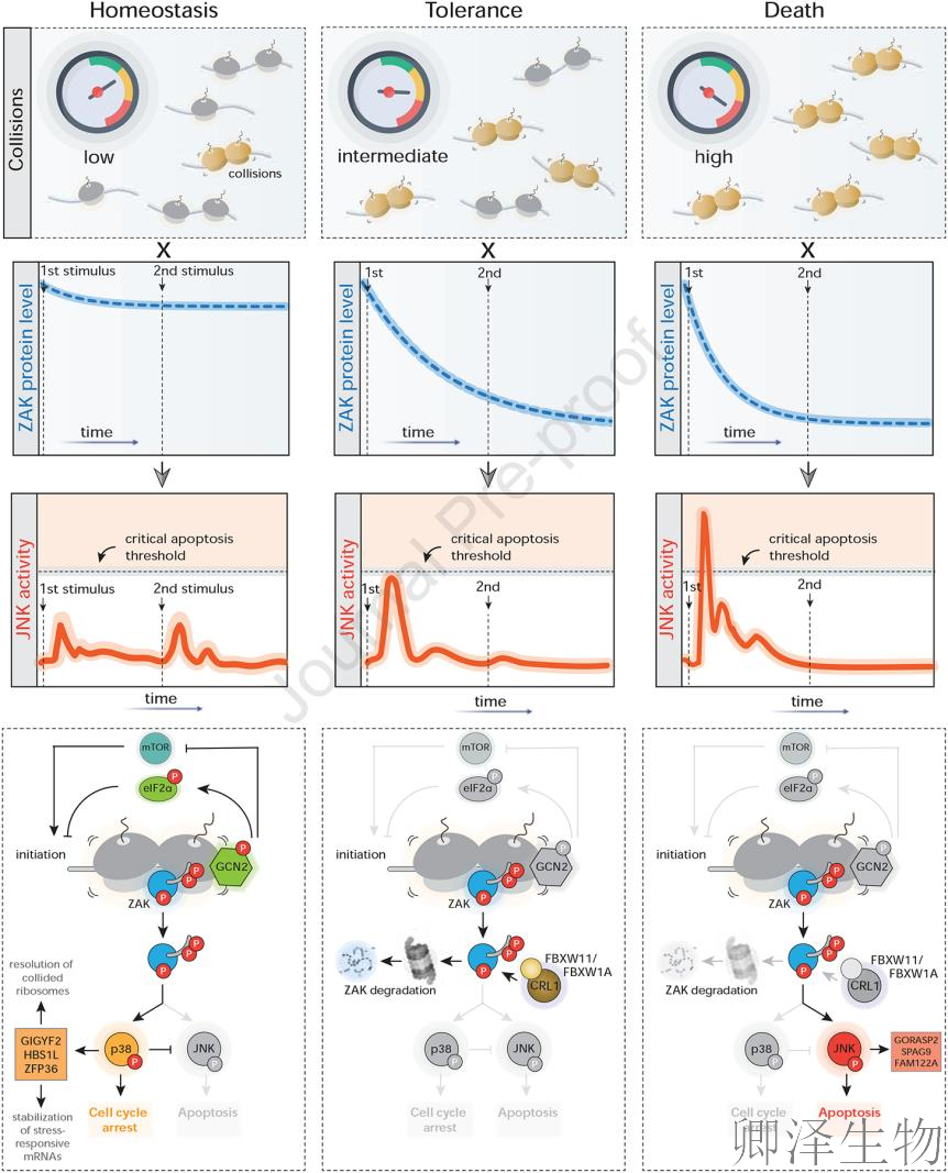 【核糖体碰撞-经典研究】 UV致死元凶非DNA损伤?核糖体毒性应激终解密!