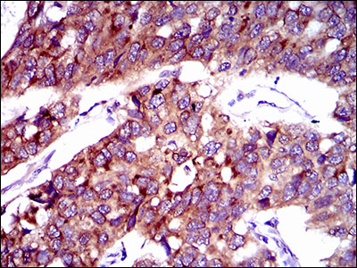 FATP2 Antibody[48437]
