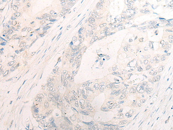 DAPP1 Antibody[47018]