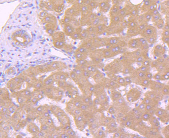 Caspase-10 Rabbit mAb[49264]