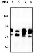 NHE8 Antibody[47857]