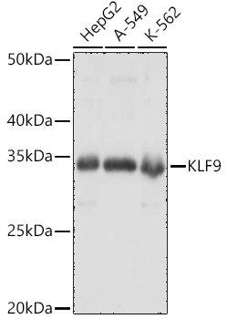 KLF9 Polyclonal Antibody[30847