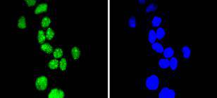 Phospho-Cyclin E1(T77) Rabbit 