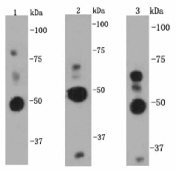 NF-κB p105/p50 Antibody[48171]