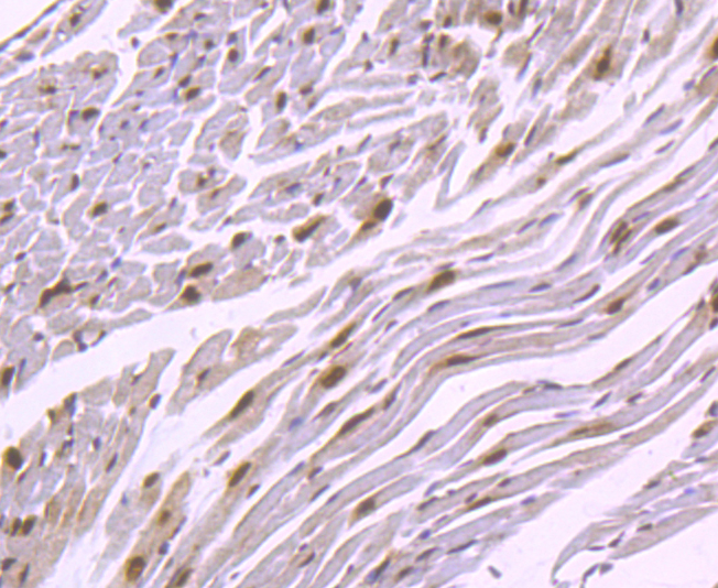 HuR  ELAVL1 Rabbit mAb[49671]