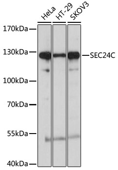 SEC24C Polyclonal Antibody[275