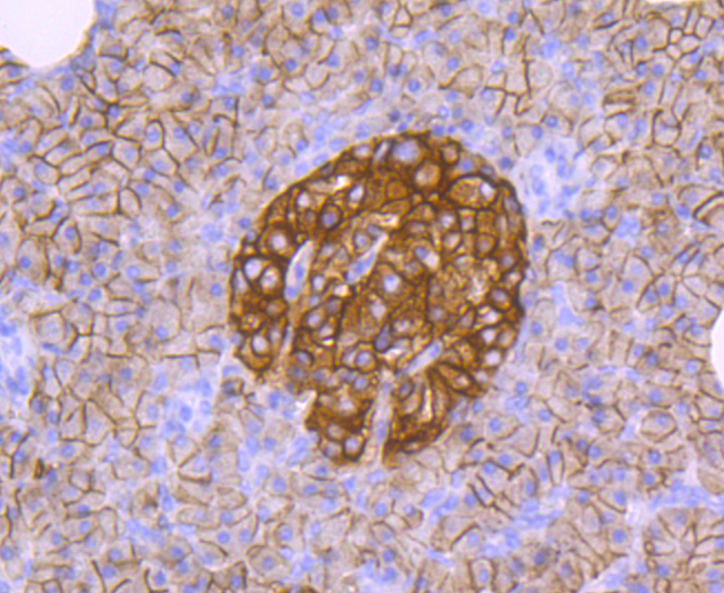 CD99 Rabbit mAb[49349]
