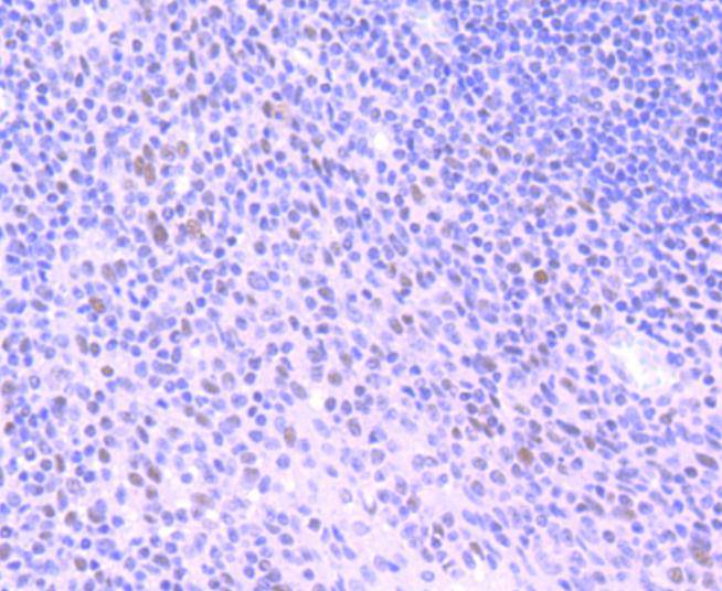 HDAC3 Rabbit mAb[48964]