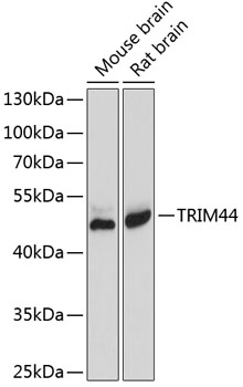 TRIM44 Polyclonal Antibody[316