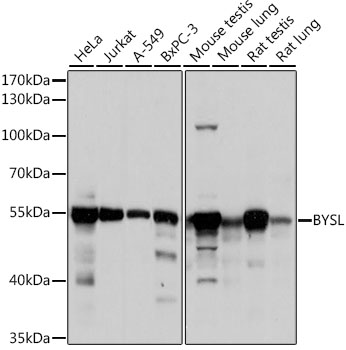 BYSL Polyclonal Antibody[27585