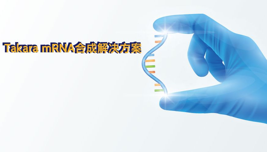 Takara mRNA合成解决方案（三）——简单高效的IVT模板制备