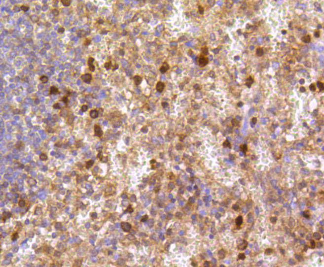Caspase-3 Rabbit mAb[48658]