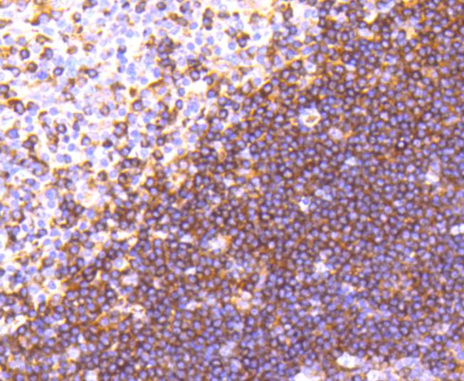 Moesin Rabbit mAb[48981]