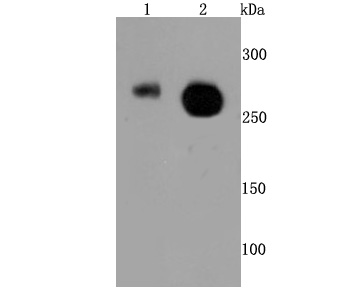 Phospho-POLR2A (S2) Rabbit mAb
