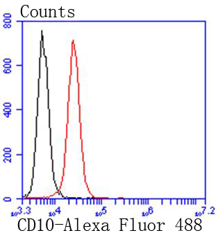 CD10 Rabbit mAb[49098]