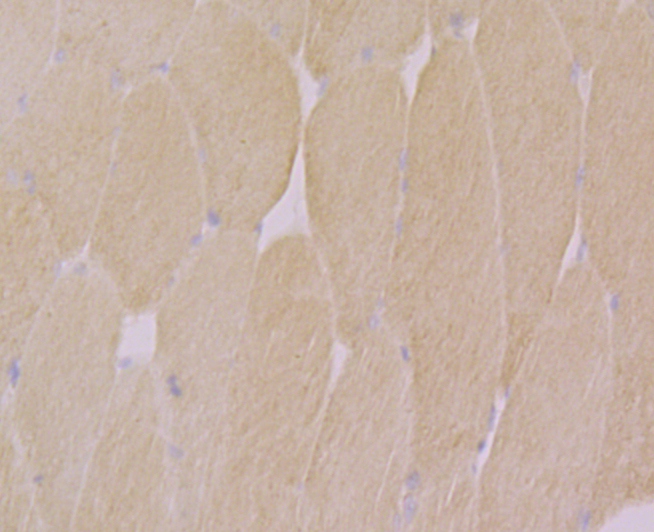 CACNG1 Antibody[48556]