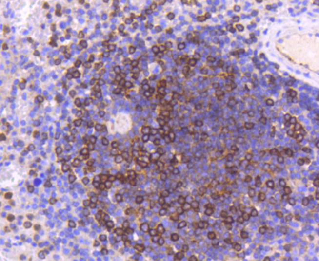 Moesin Rabbit mAb[48981]