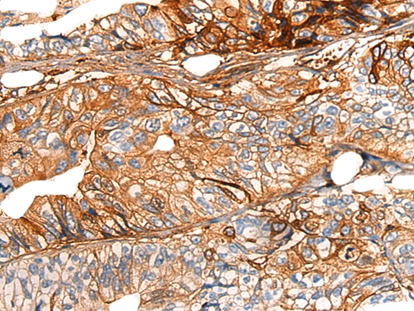 COX6A2 Antibody[46541]