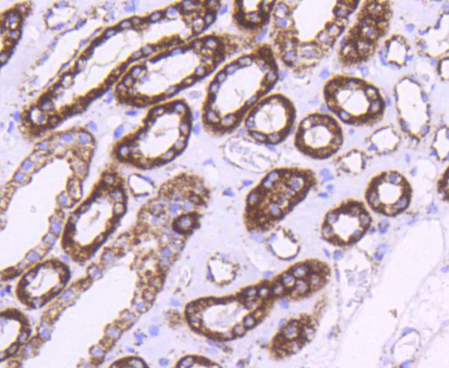 Hsp60 Rabbit mAb[48882]
