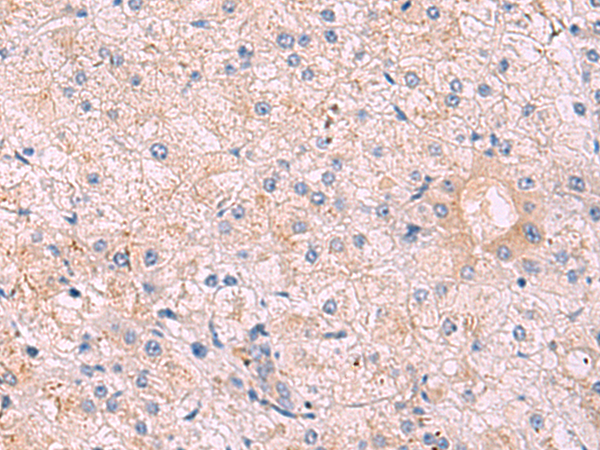 KANSL1L Antibody[47681]