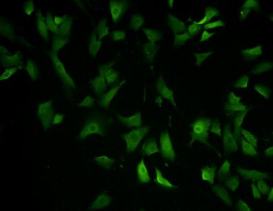 EEA1 Antibody[48192]