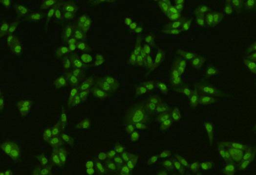 PTBP1 Antibody[48201]