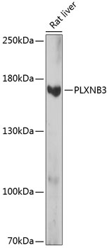 PLXNB3 Polyclonal Antibody[286