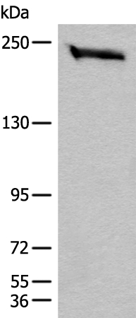 CEP170 Antibody[46474]