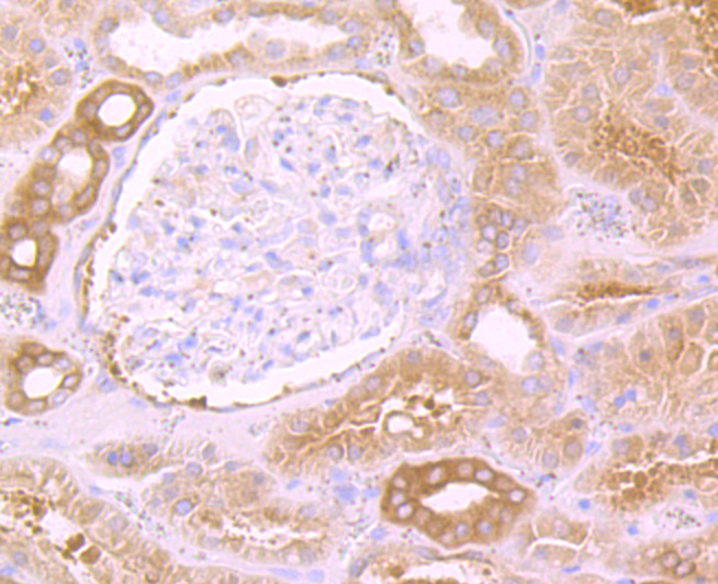 eEF1A1 Rabbit mAb[49856]